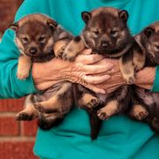 Hokkaido Puppies from Kaiju Kennels