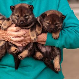 Hokkaido Puppies from Kaiju Kennels
