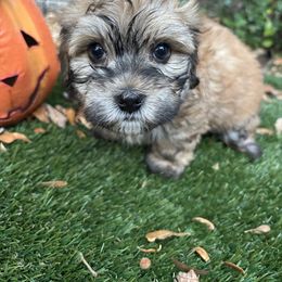 Henry - Fawn sable male Havanese puppy in Four Corners, Florida from Charlie’s Havanese Angels