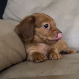 Spice - Red female Dachshund puppy in Fort Myers, Florida from Lady Margery’s Dachshunds