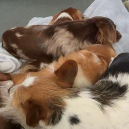 Dachshunds from Oak Bridge Farm