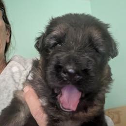 Black collar - Black and red male German Shepherd puppy in Stuarts Draft, Virginia from Shengulli Shepherds