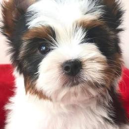 Biewer Terriers from Biewers von Lamel