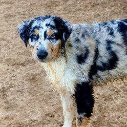 Knox - Blue merle male Australian Shepherd puppy in Mineral Wells, Texas from A6 Australian Shepards