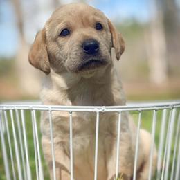 Cain - Yellow male Labrador Retriever puppy in Dinwiddie, Virginia from Lady Oak Labradors