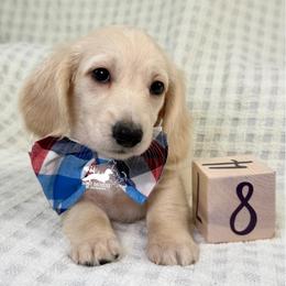 Milo AKC Long Hair - Cream male Dachshund puppy in South Easton, Massachusetts from Depot Dachsies