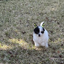 Chinese Crested Puppies from Aero Chinese Cresteds