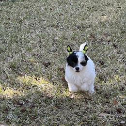 Chinese Crested Puppies from Aero Chinese Cresteds