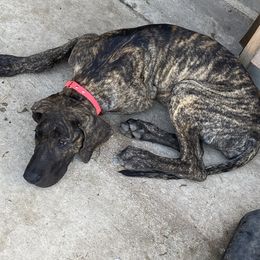 Aria - Great Dane