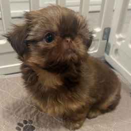 Chanel - Liver female Shih Tzu puppy in Galveston, Texas from 🌗 New Moon Shih Tzu 🌗
