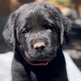 OAK - Labrador Retriever puppy in Camden, Tennessee from Pure Heaven Labs