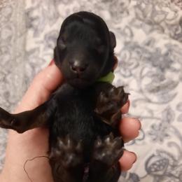 Surprise - Phantom male Poodle puppy in Athol, Massachusetts from DoeValley Standard Poodles