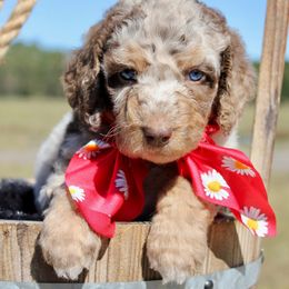 Aussiedoodle Puppies from Gore Doodle Ranch