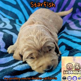 Starfish - Apricot female Goldendoodle puppy in Santa Cruz, California from Lu Doodles