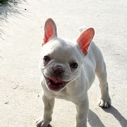 French Bulldog Puppies from Grand Frenchies