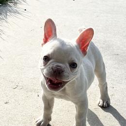 French Bulldog Puppies from Grand Frenchies