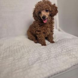 Penny - Red  female Poodle puppy in Cornelia, Georgia from Yates Family Farm