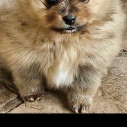 Zoey - Pomeranian