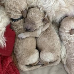 Goldendoodle Puppies from MidCoast Doodles (formerly Marriottsville Ridge Farm)