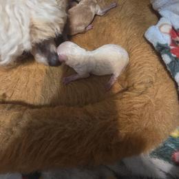 WHITE FEMALE - White female Poodle puppy in North Prince George, Virginia from ROYAL VISTA