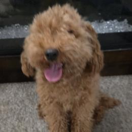 Neko - Poodle