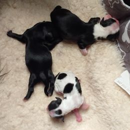 Chihuahua puppies from Mel's Wags & Kisses