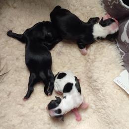 Chihuahua puppies from Mel's Wags & Kisses