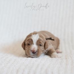 Brown Collar Boy - Caramel ice male Australian Labradoodle puppy in Thousand Oaks, California from Lovely Doodle Lane