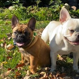 Bulldogs and French Bulldogs from Upstate NY French & English Bulldogs