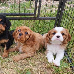 Cavalier King Charles Spaniels from M&J Cavaliers