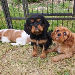 Cavalier King Charles Spaniels from M&J Cavaliers