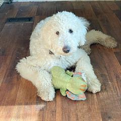 Ava - White Pyredoodle puppy in Sand Springs, Oklahoma from Kiki’s Farm