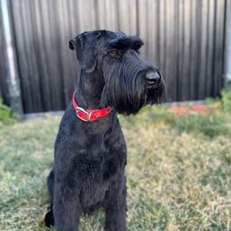 Harley - Giant Schnauzer