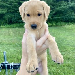 Porsche - Yellow female Labrador Retriever puppy in Newaygo, Michigan from Royal Oak Gundogs