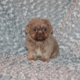 Shih Tzu Puppies from Gypsy Breeze Kennels