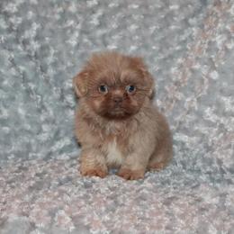 Shih Tzu Puppies from Gypsy Breeze Kennels