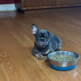 Stitch - Tricolors male French Bulldog puppy in Milwaukee, Wisconsin from Uptop bulls kennel