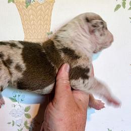 Girl 8 - female Alapaha Blue Blood Bulldog puppy in Grafton, Ohio from Eclipse Alapaha Kennels