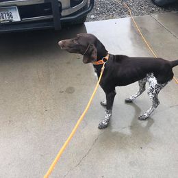 German Shorthaired Pointer Puppies from Magic City Gun Dogs