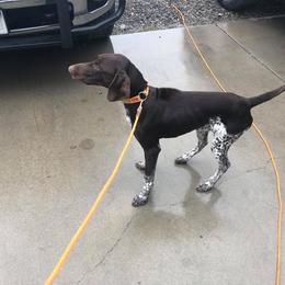 German Shorthaired Pointer Puppies from Magic City Gun Dogs