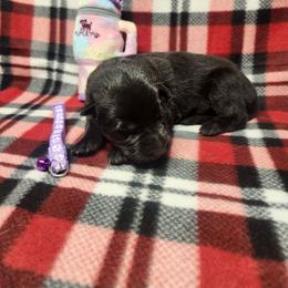 Purple collar - Black and tan female German Shepherd puppy in Ramsey, Illinois from Haus-Farr German Shepherds