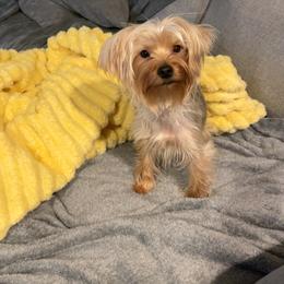 Yorkshire Terrier All Grown Up from Yorkies for Life