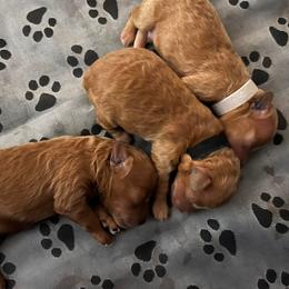 Poodles, Yorkipoos, and Yorkshire Terriers from All My Pooches