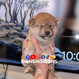 NOODLES - Red male Shiba Inu puppy in Minnesota from BonsaiShibas