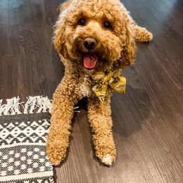 Peppa - Goldendoodle