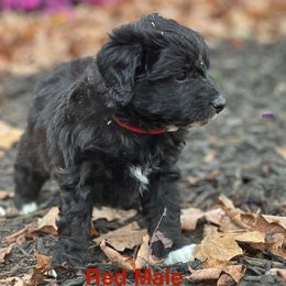 Aussiedoodle Puppies from Crabtree Farm Doodles