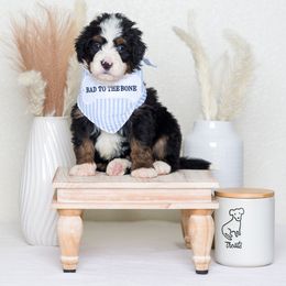 Bernedoodle Puppies from Pawsh Bernedoodles