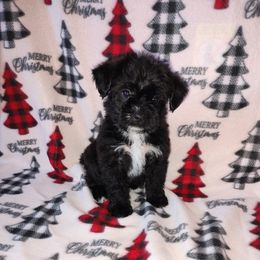 Nick - Black male Yorkipoo puppy in Lapeer, Michigan from Puppy Kisses
