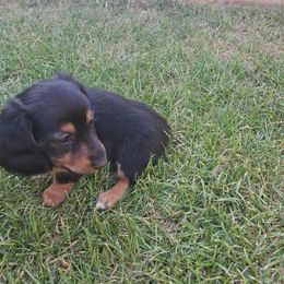 Dachshund Puppies from Apple Valley Dachshunds