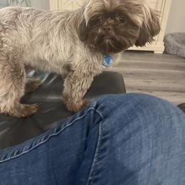 Shih Tzu All Grown Up from Hand Raised Shih Tzu’s